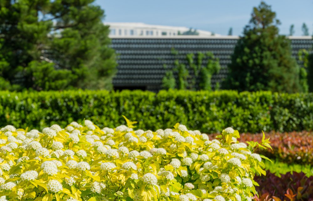 PĘCHERZNICA ŻÓŁTOLISTNA LUTEUS - 3