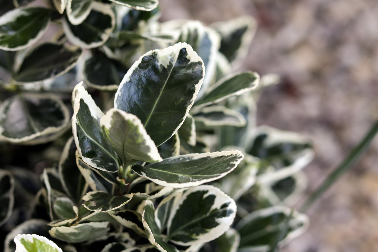 Bukszpan ELEGANTISSIMA - 2