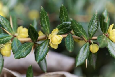 Berberys brodawkowaty VERRUCULOSA