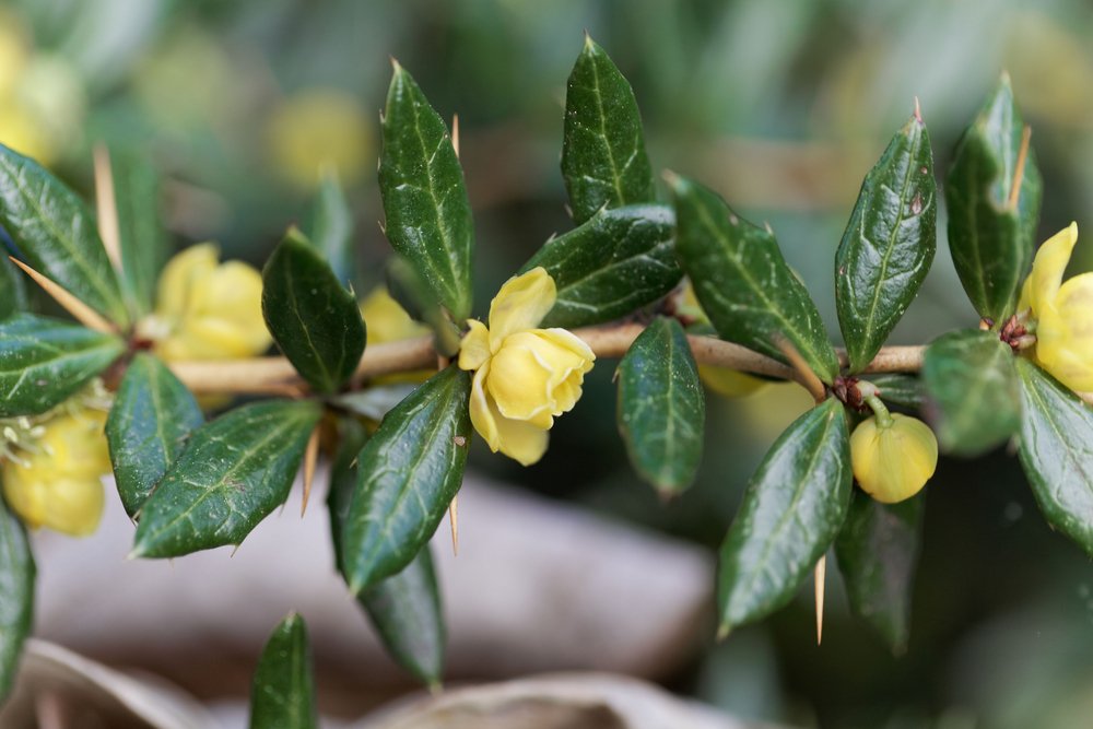 Berberys brodawkowaty VERRUCULOSA