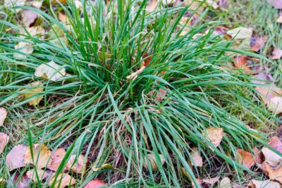 Turzyca wiosenna THE BEATLES