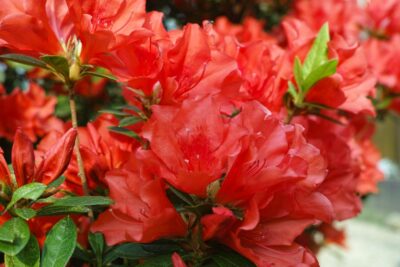 Azalia FEUERKOPFCHEN