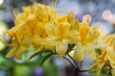 Azalia GOLDEN SUNSET