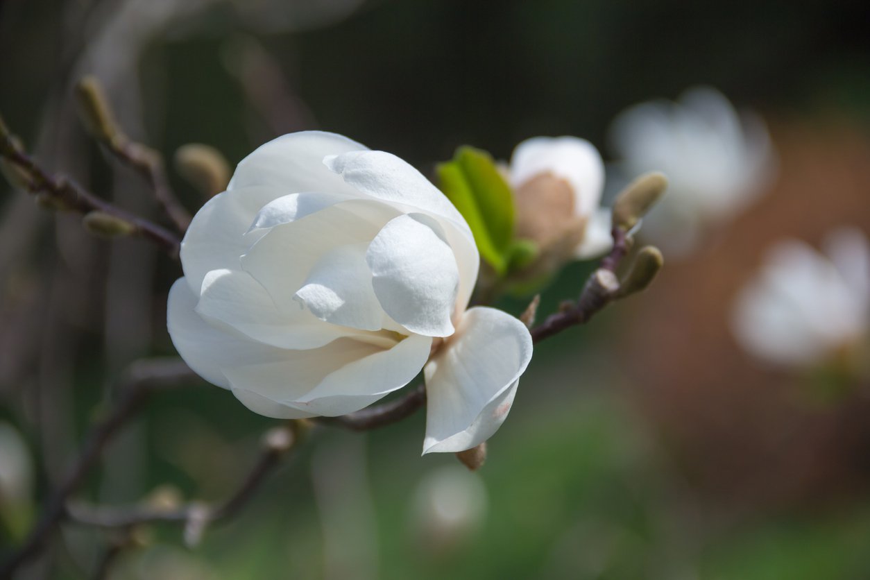 Magnolia CRYSTAL TULIP szczepiona