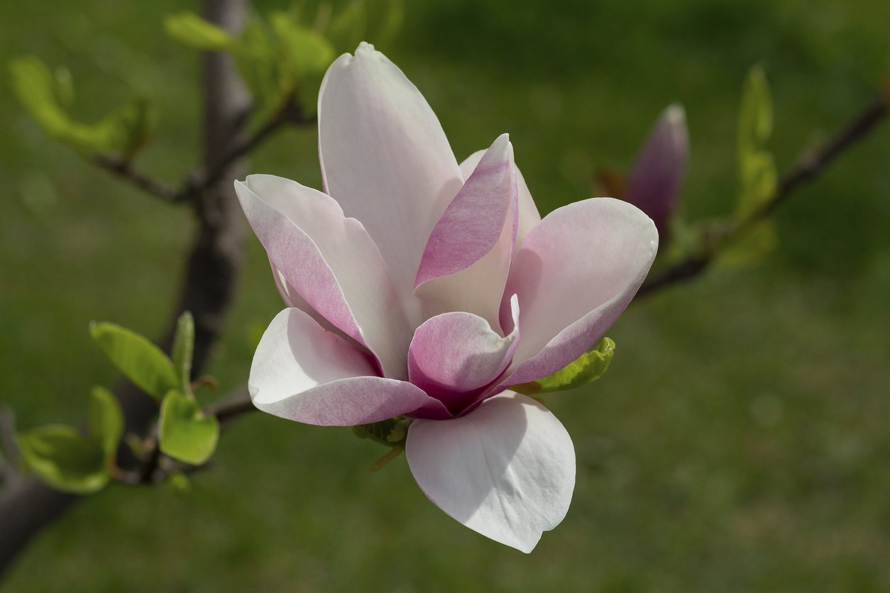 Magnolia FELICITY szczepiona