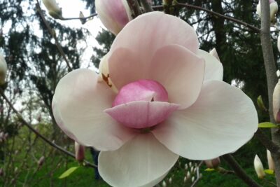Magnolia FELICITY szczepiona