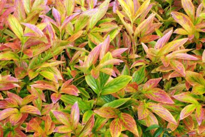 Kiścień wawrzynowy ZEBLID