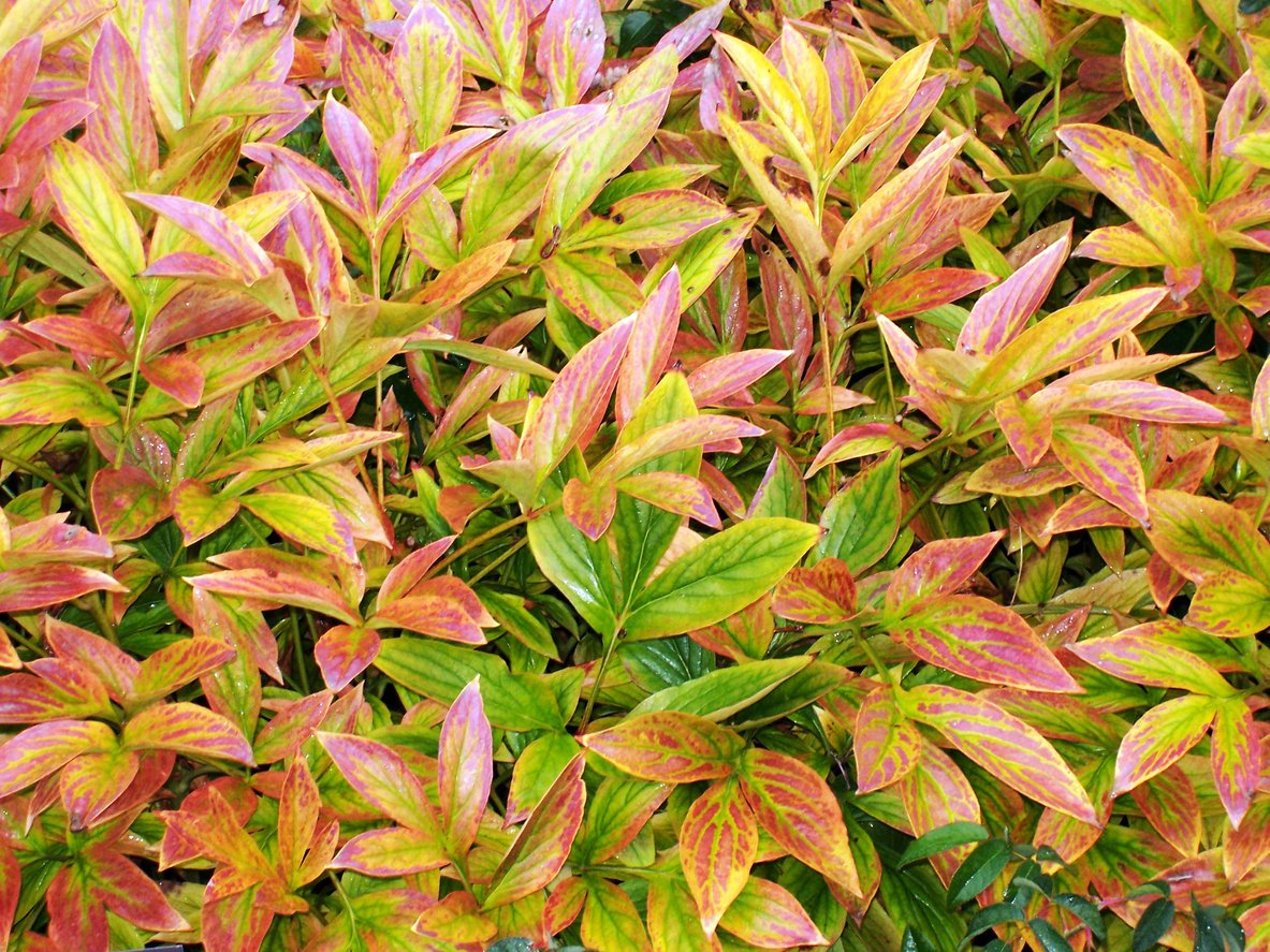 Kiścień wawrzynowy ZEBLID