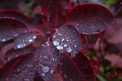 Perukowiec podolski LILLA