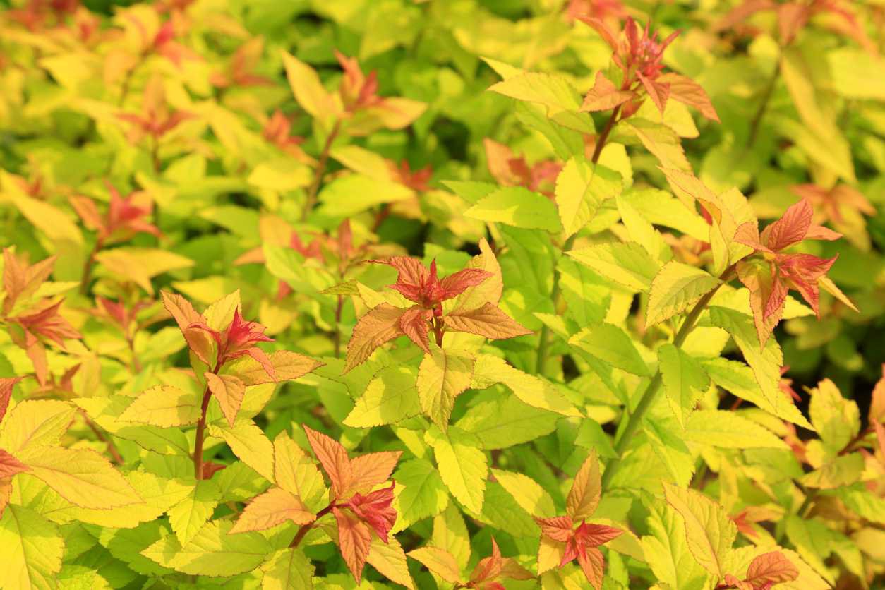 Tawuła japońska SPARKLING CHAMPAGNE - 3