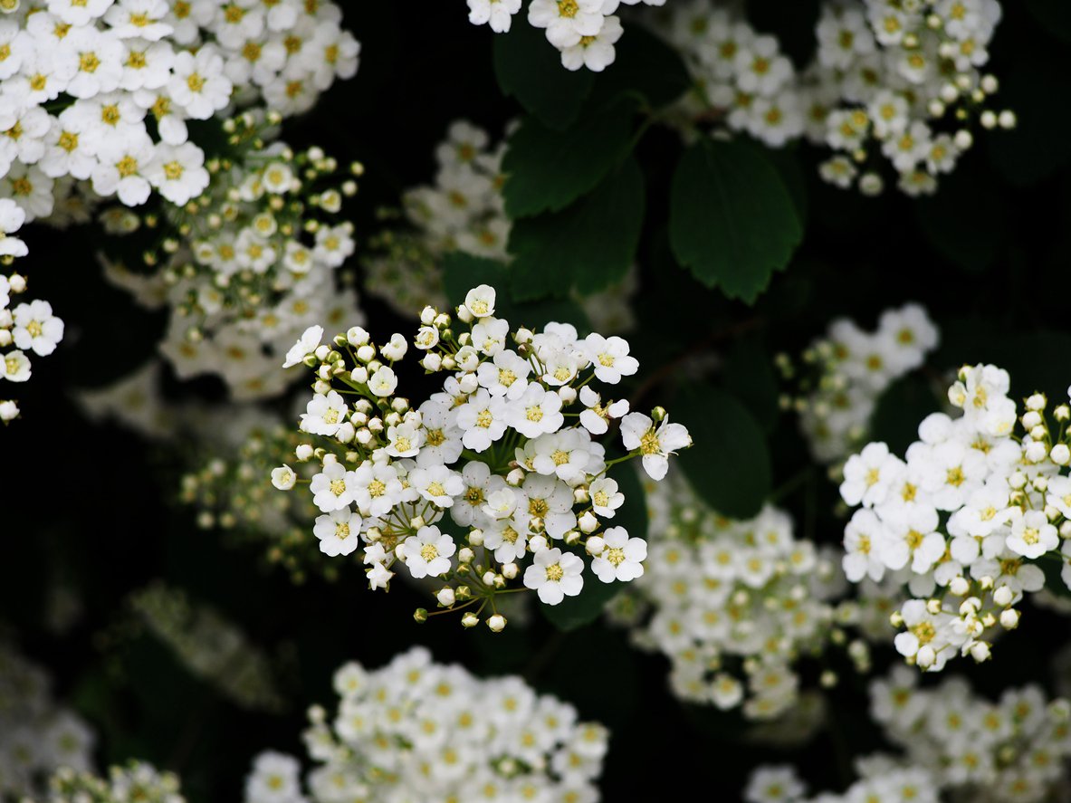 Tawuła brzozolistna TOR - 2