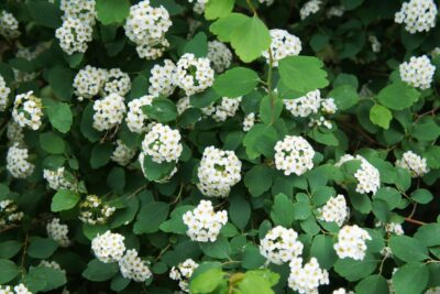 Tawuła brzozolistna TOR