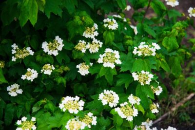 Kalina koralowa COMPACTUM