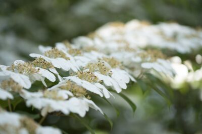 Kalina japońska WATANABE