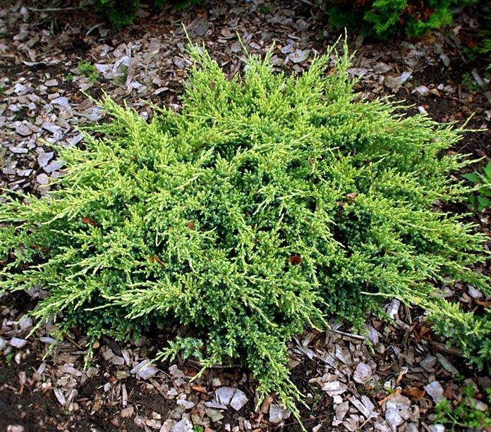 Jałowiec łuskowaty DREAM JOY - 1