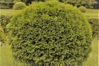 Tuja thuja AMBER GLOW