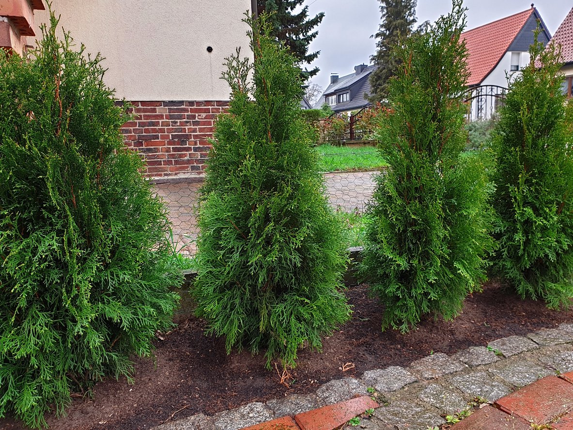 Tuja thuja CAN CAN - 3