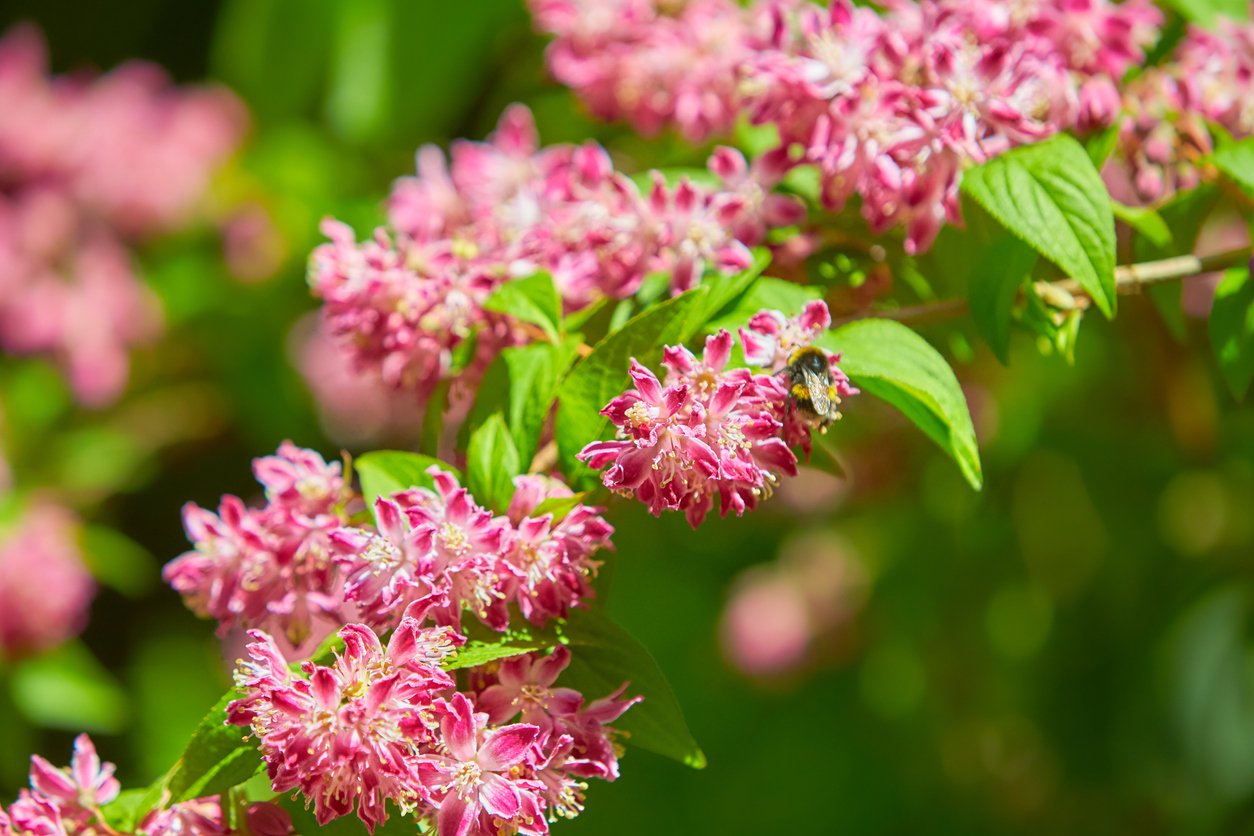 Żylistek STRAWBERRY FIELDS - 3