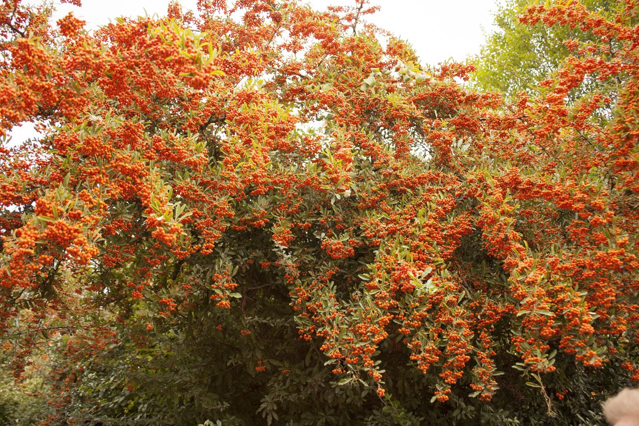 Ognik szkarłatny ORANGE GLOW - 3