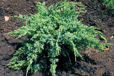 Jałowiec łuskowaty DREAM JOY