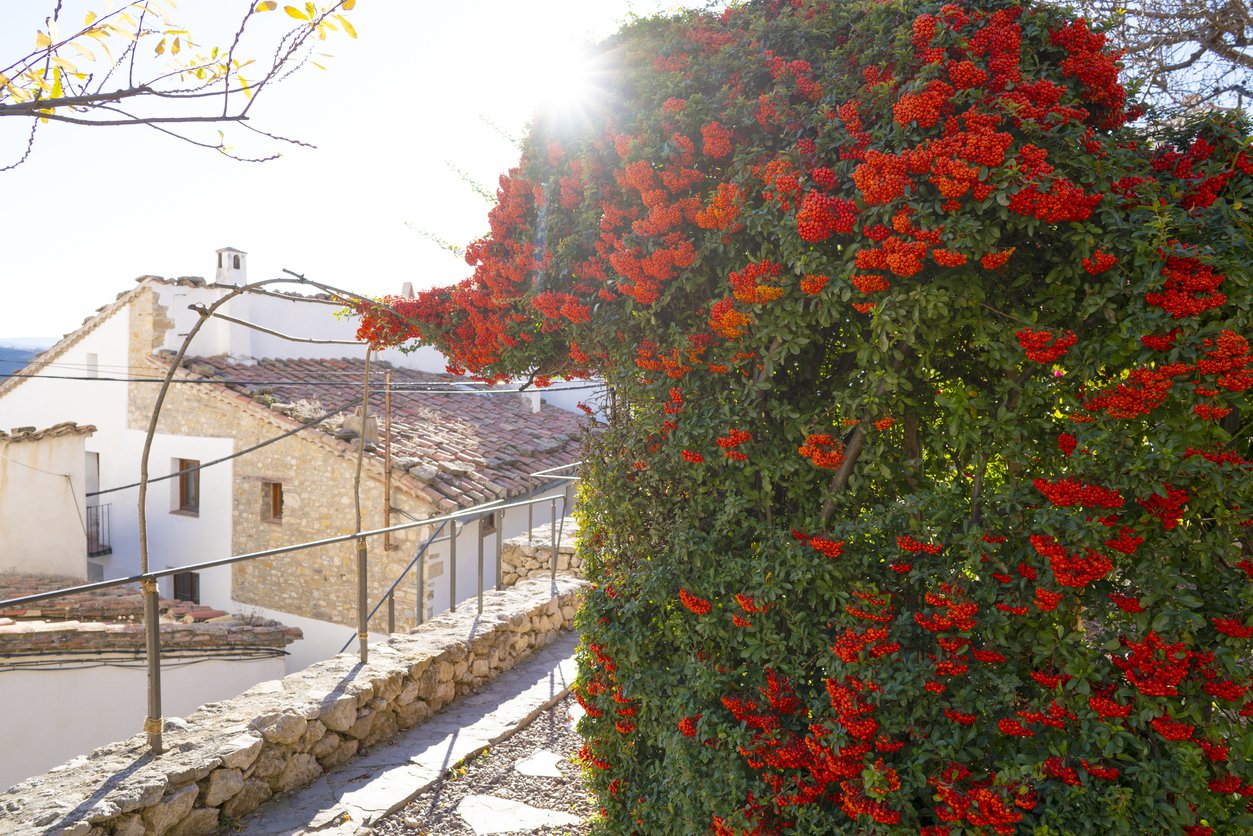 Ognik szkarłatny RED COLUMN - 2