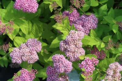 Tawuła japońska LITTLE PRINCESS