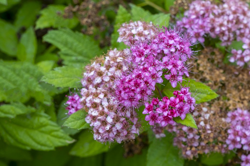 Tawuła japońska LITTLE PRINCESS - 3