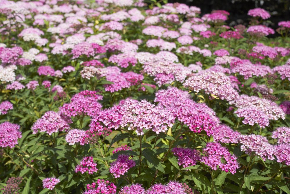 Tawuła japońska LITTLE PRINCESS - 2