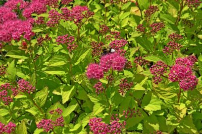 Tawuła japońska MAGIC CARPET