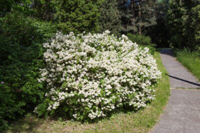 Kalina koreańska AURORA