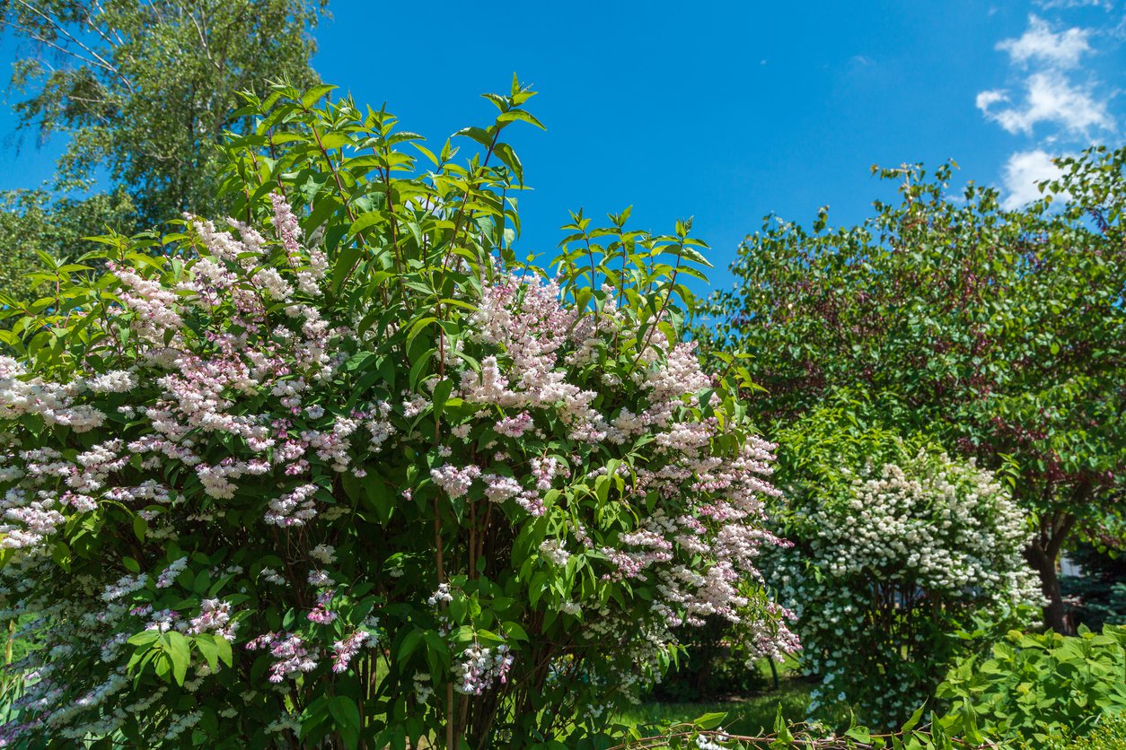 Żylistek szorstki PLENA