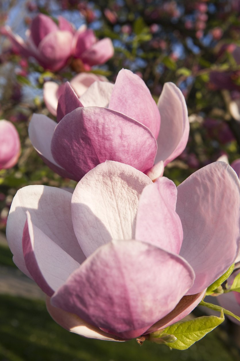 Magnolia RUSTICA RUBRA - 1