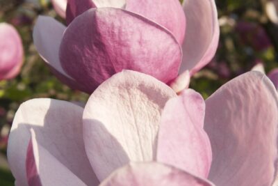Magnolia RUSTICA RUBRA