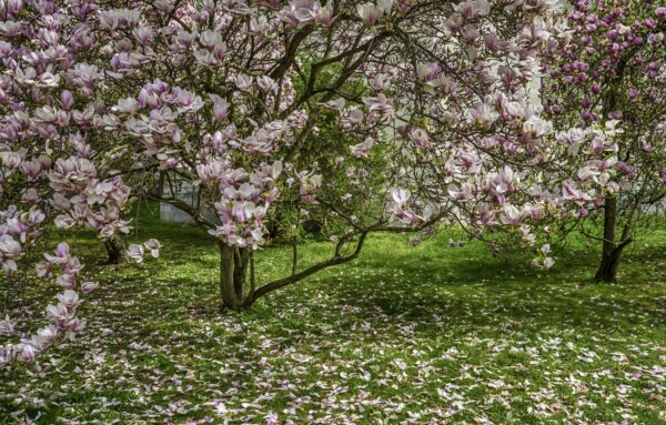 Magnolia RUSTICA RUBRA - 2