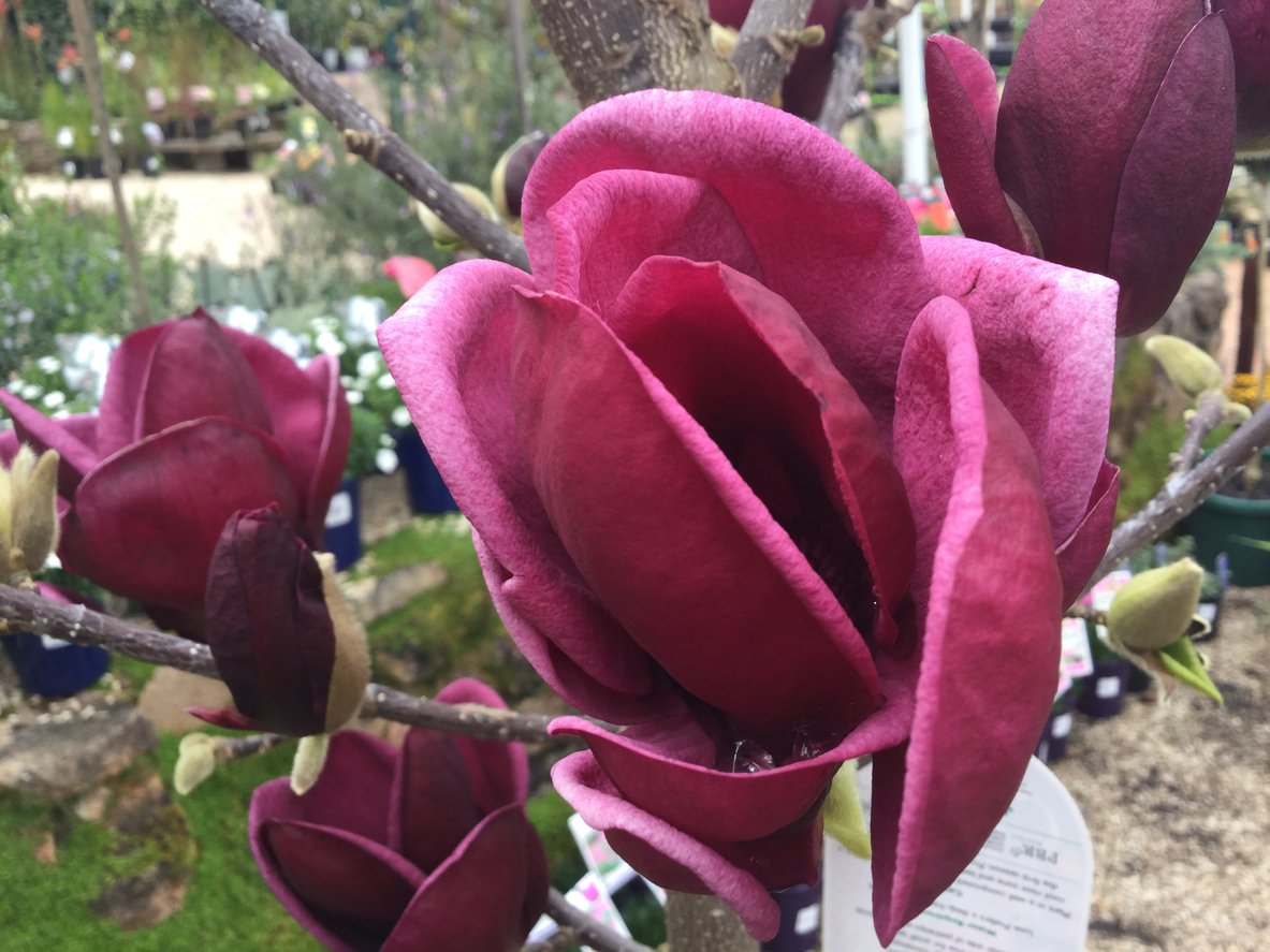 Magnolia BLACK TULIP szczepiona - 1