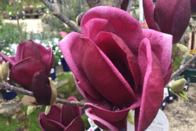 Magnolia BLACK TULIP szczepiona