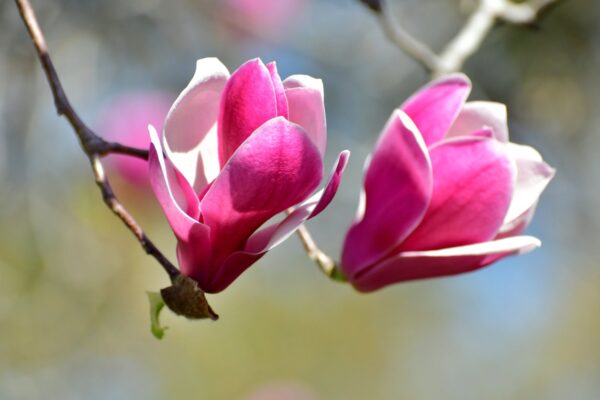 Magnolia ROYAL CROWN - 1