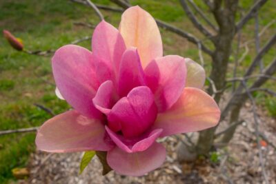 Magnolia VULCAN szczepiona