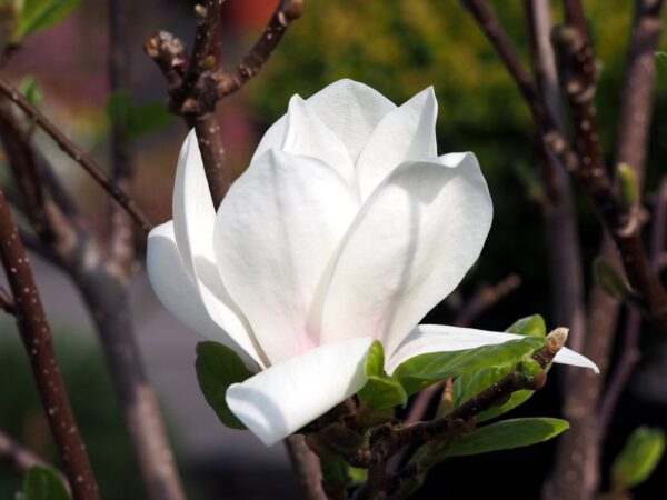 Magnolia LENNEI ALBA - 1