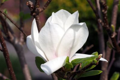 Magnolia LENNEI ALBA