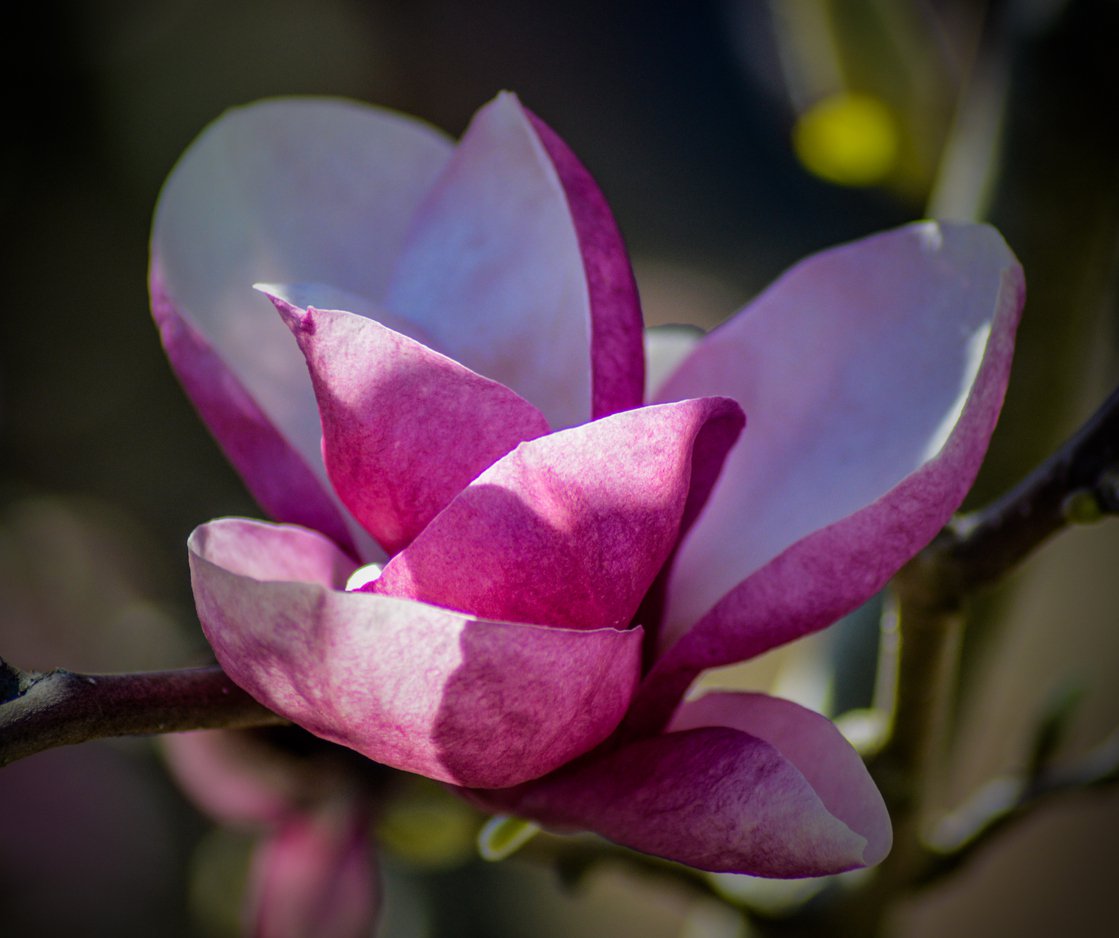 Magnolia SATISFACTION szczepiona