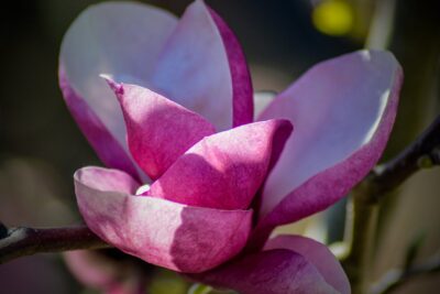 Magnolia SATISFACTION szczepiona