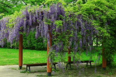 Wisteria kentacka BLUE MOON