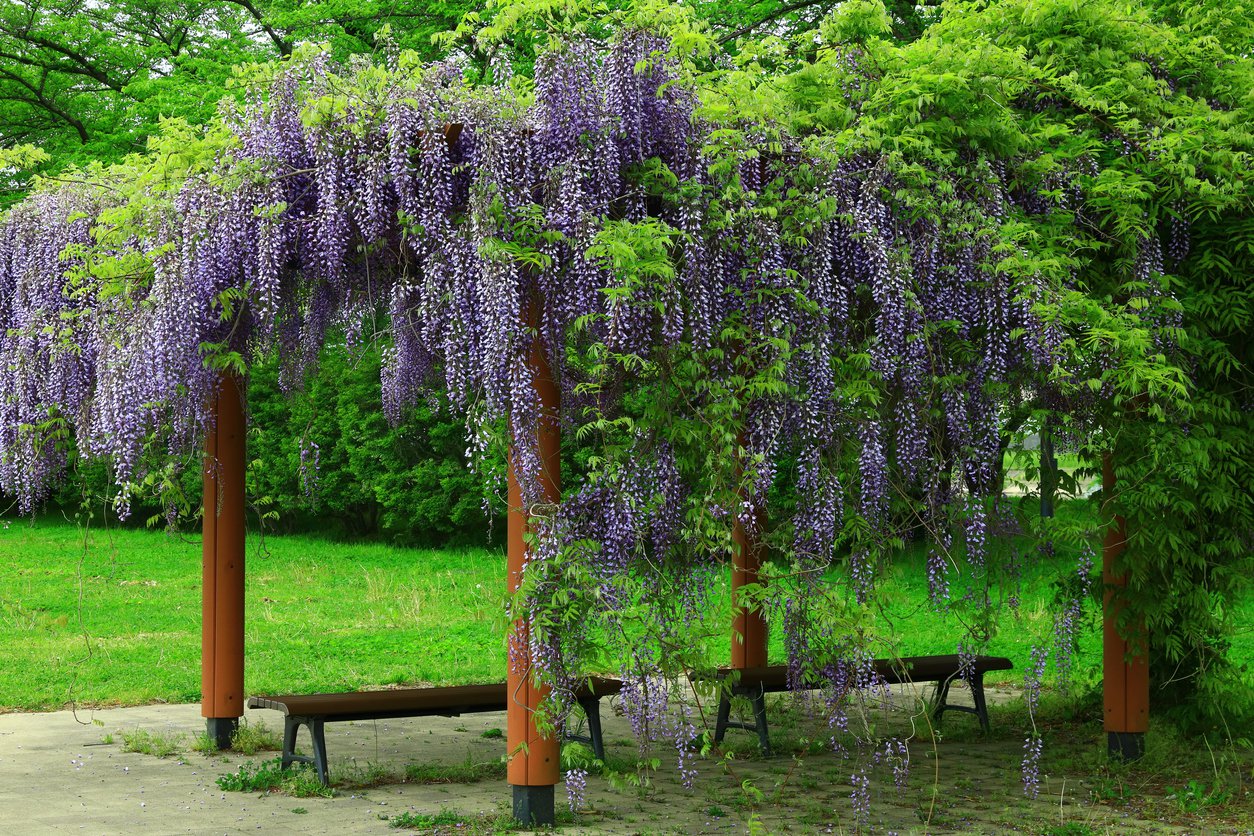 Wisteria kentacka BLUE MOON
