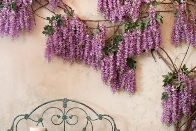 Wisteria kwiecista HOBERNI