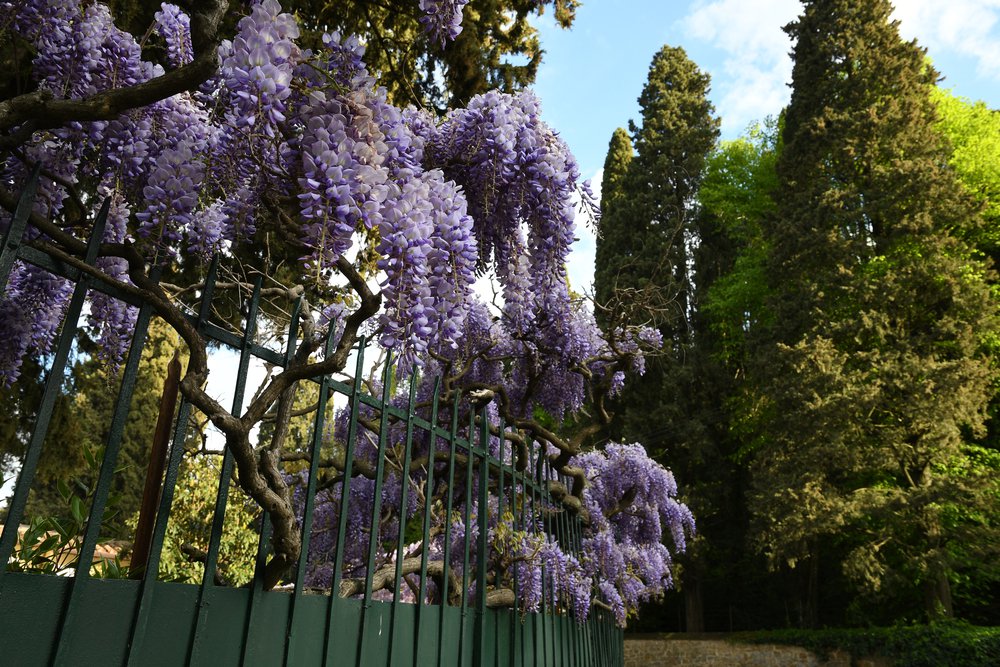 Wisteria chińska PROLIFIC