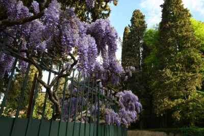 Wisteria chińska PROLIFIC