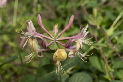 Wiciokrzew japoński PURPUREA