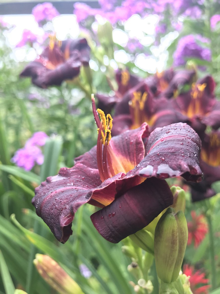 Liliowiec VOODOO DANCER - 2