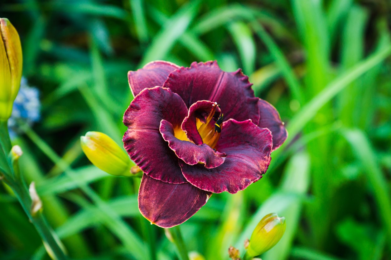 Liliowiec VOODOO DANCER